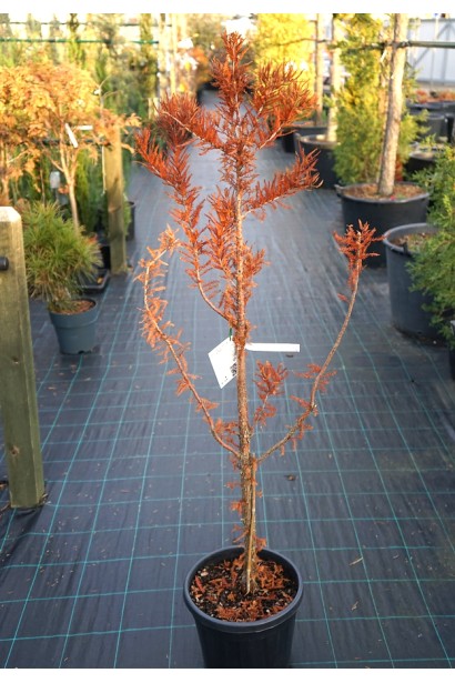 Таксодій дворядний Певе Мінарет восени